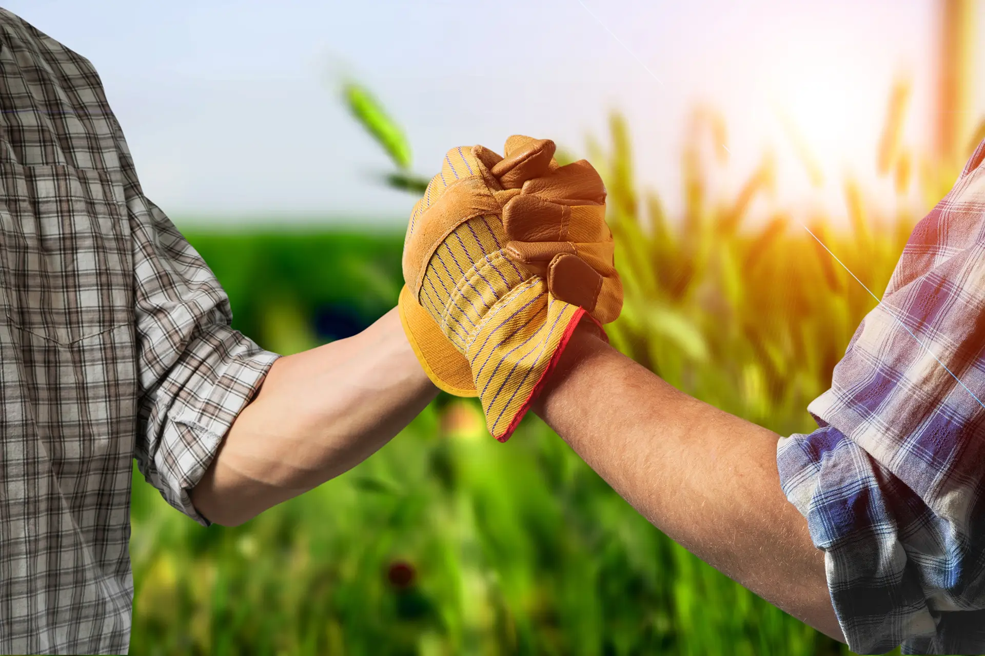 Tmahanaim Limited - Recycling Agro-farm, Agriculture/Recovery of Sorted Materials